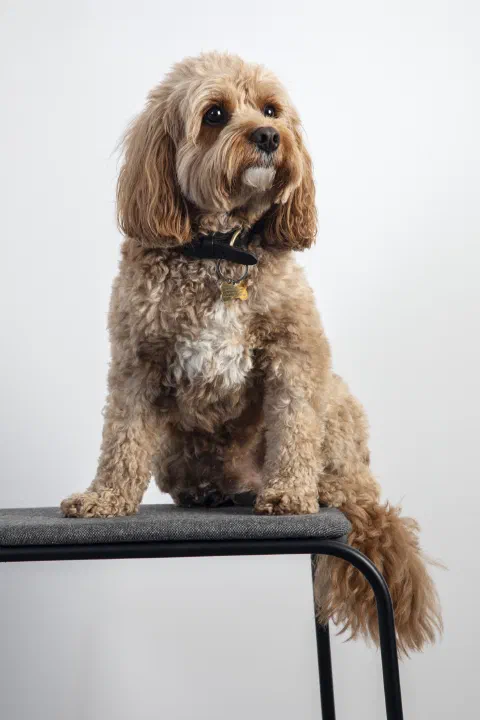 Cooper